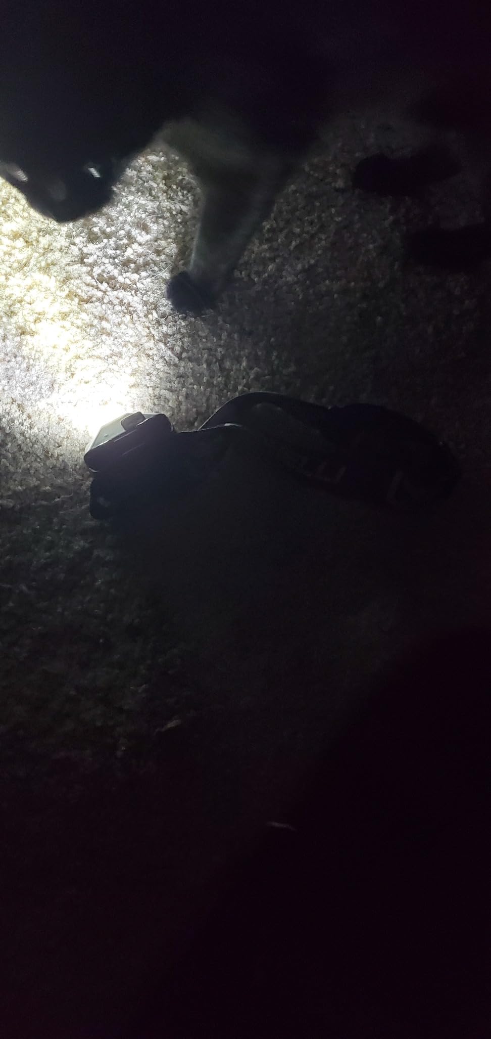 Foxelli USB‑C Rechargeable LED Headlamp – Ultra‑Light 2.4 oz & Bright 180 Lumens – Red/White Light, 5 Modes, IPX5 Waterproof, 40 h Runtime for Trail Running, Camping, Hiking customer photo 1