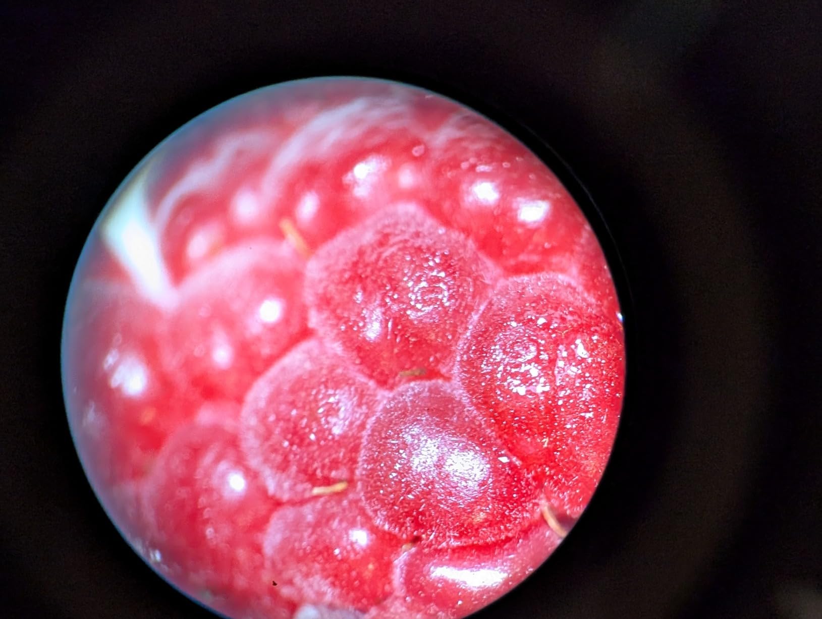AmScope SE306R-P-LED Cordless LED Stereo Microscope, 20x-40x customer photo 2