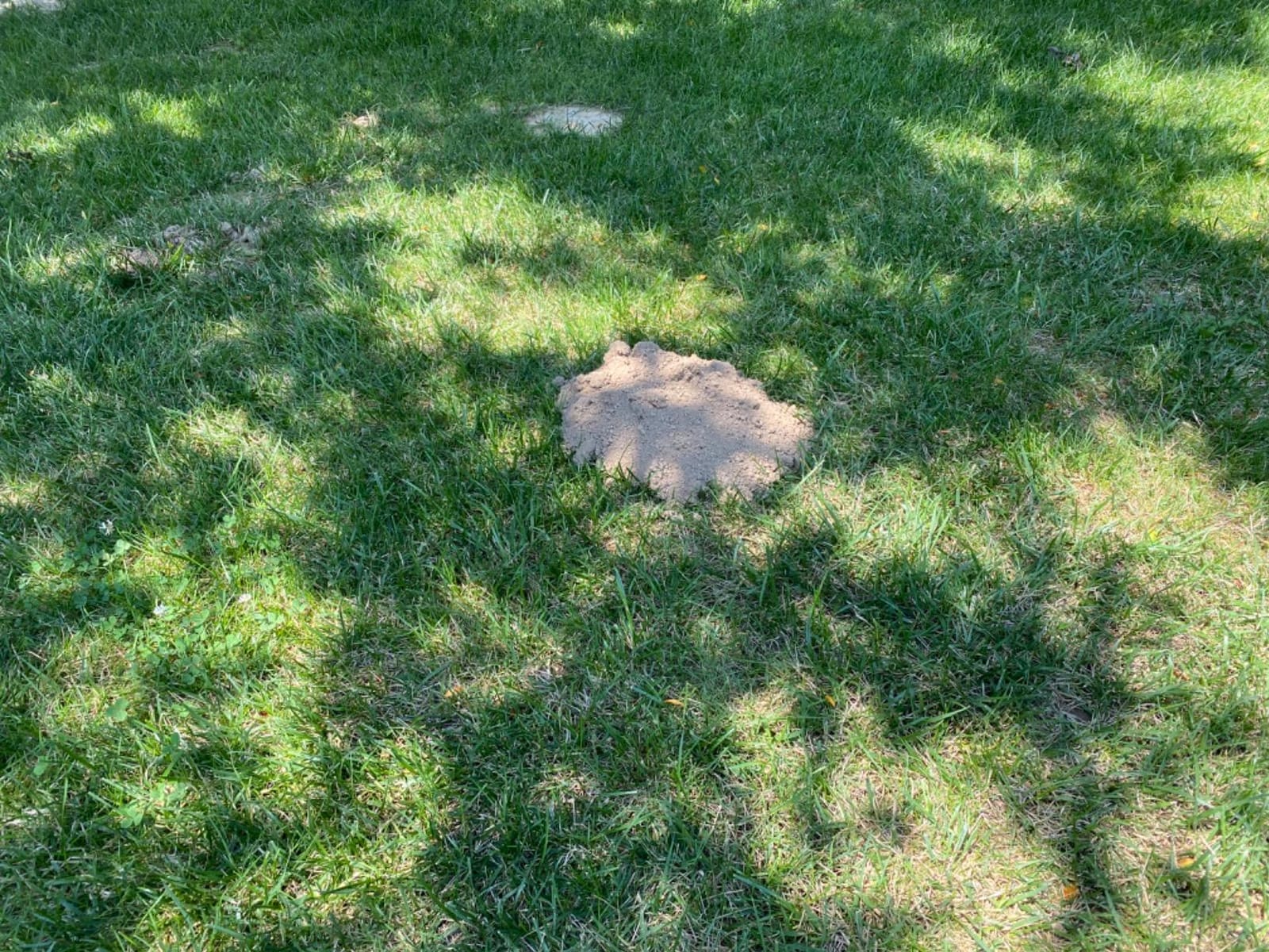 Tomcat Mole & Gopher Repellent Granules, 4 lbs. customer photo 2