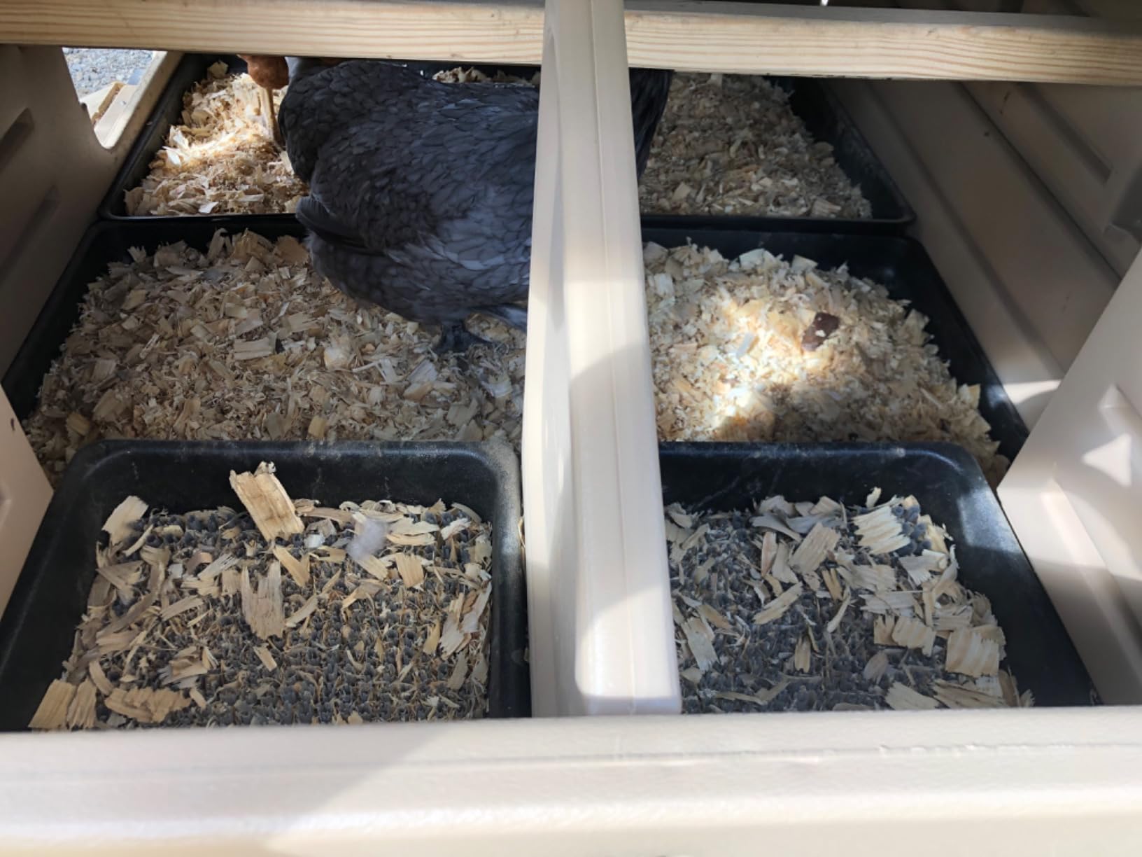 Hatching Time Formex Snap Lock 4-6 Large Chicken Coop, Backyard Hen House customer photo 1