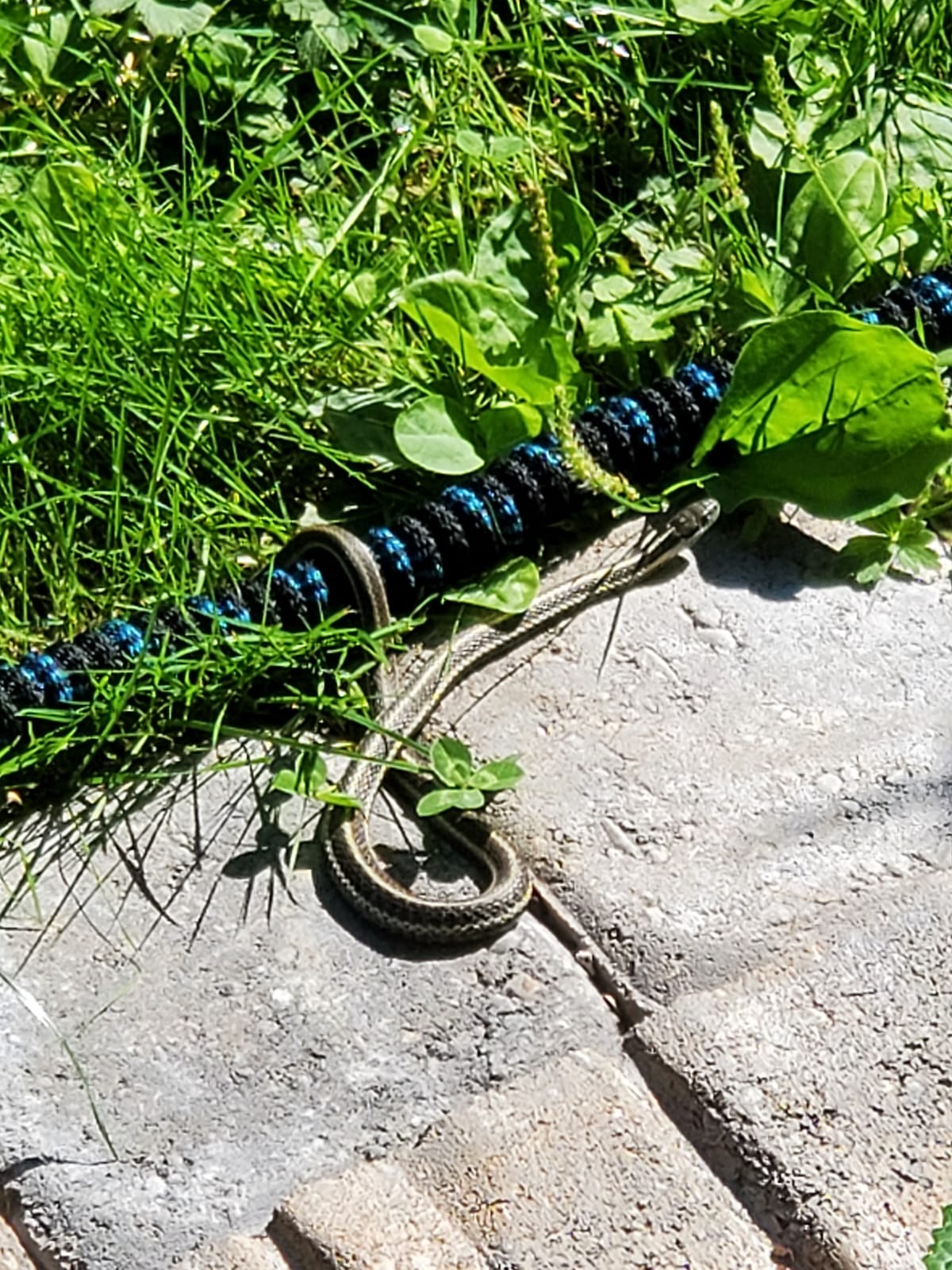 Orbit 62120 Garden Enforcer Motion-Activated Sprinkler customer photo 2