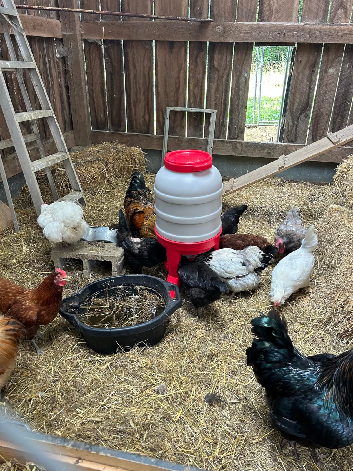 Little Giant® Plastic Dome Feeder | Heavy Duty Plastic Gravity Fed Poultry Feed Container Tank | Backyard Poultry for Hobbyists, Farmers and Ranchers | 60 LB customer photo 1
