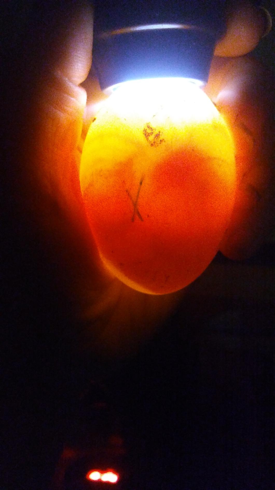 HBlife Wired LED Egg Candler, Bright Cool Light Egg Candler Tester for Monitoring Egg Development with 2 Soft Rubber customer photo 1