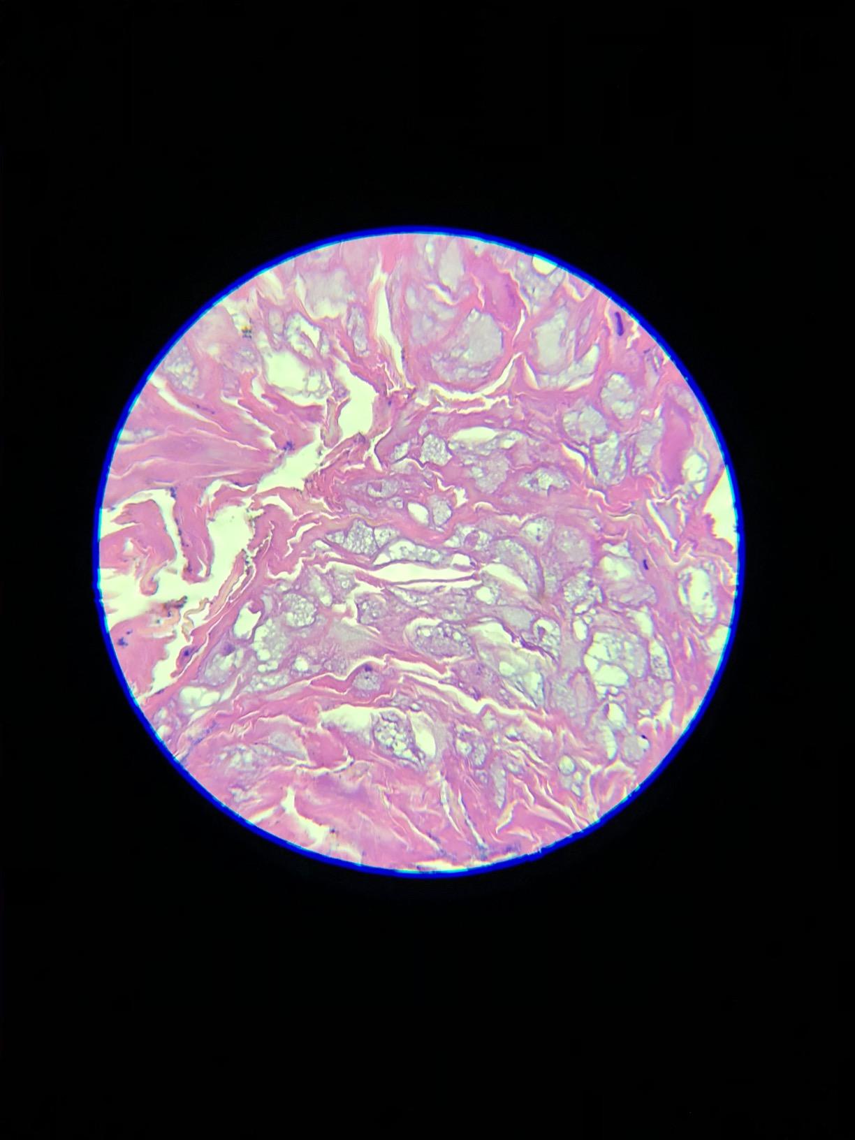 Swift SW380T 40X-2500X Magnification, Siedentopf Head, Research-Grade Trinocular Microscope Compound Lab with Wide-Field 10X/25X Eyepieces, Mechanical Stage, Ultra-Precise Focusing, Camera-Compatible customer photo 2