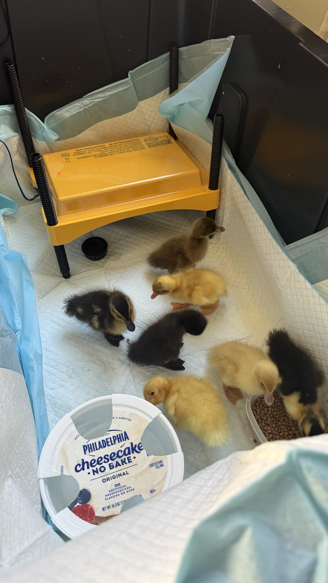 Brinsea Ecoglow Safety 600 Chick or Duckling Brooder, Up to 20 Chicks customer photo 1