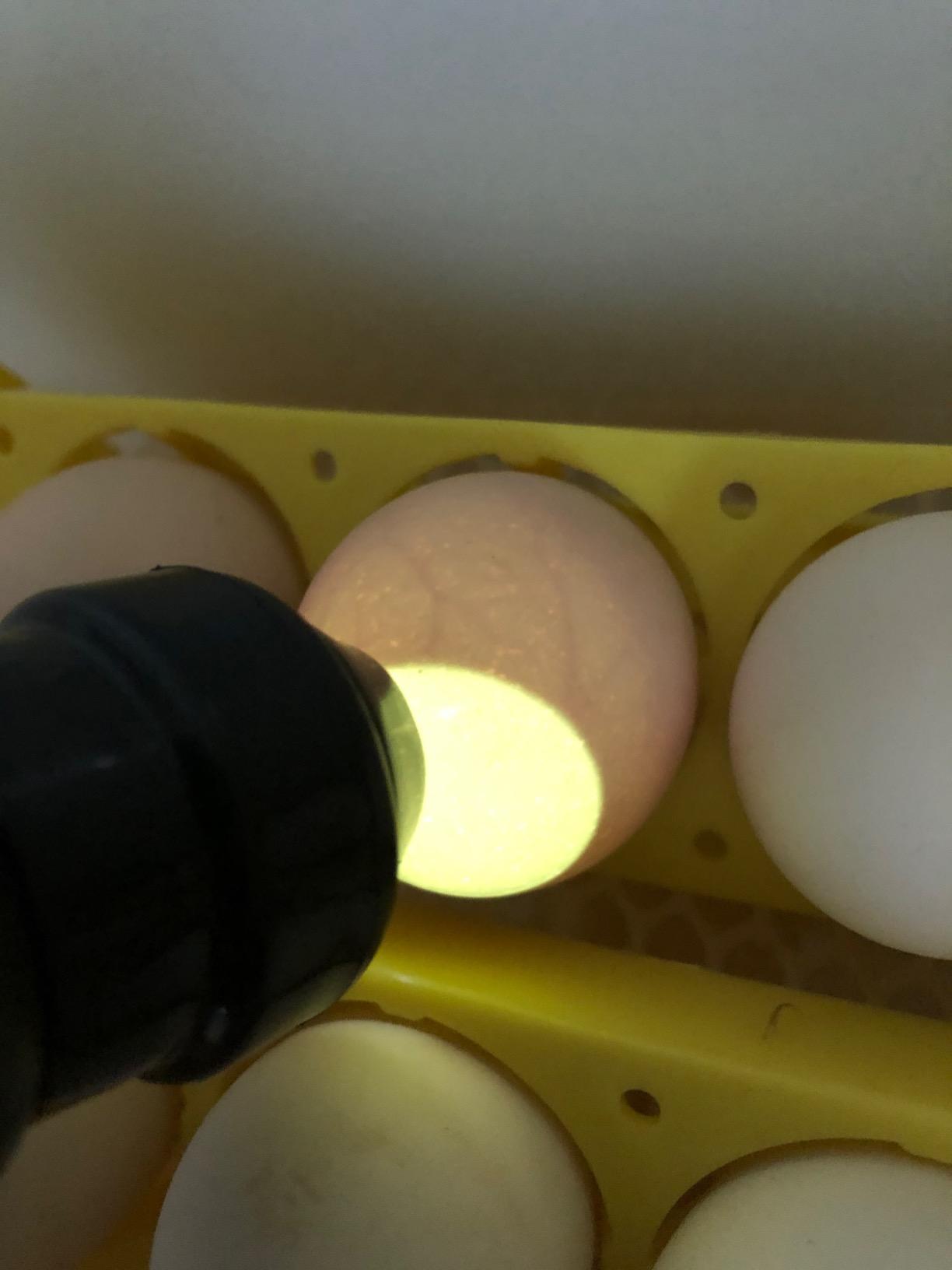 Bright Cool LED Light Egg Candler Tester Incubator for Chickens Ducks Birds Eggs - Powered by Power Cable Only customer photo 2