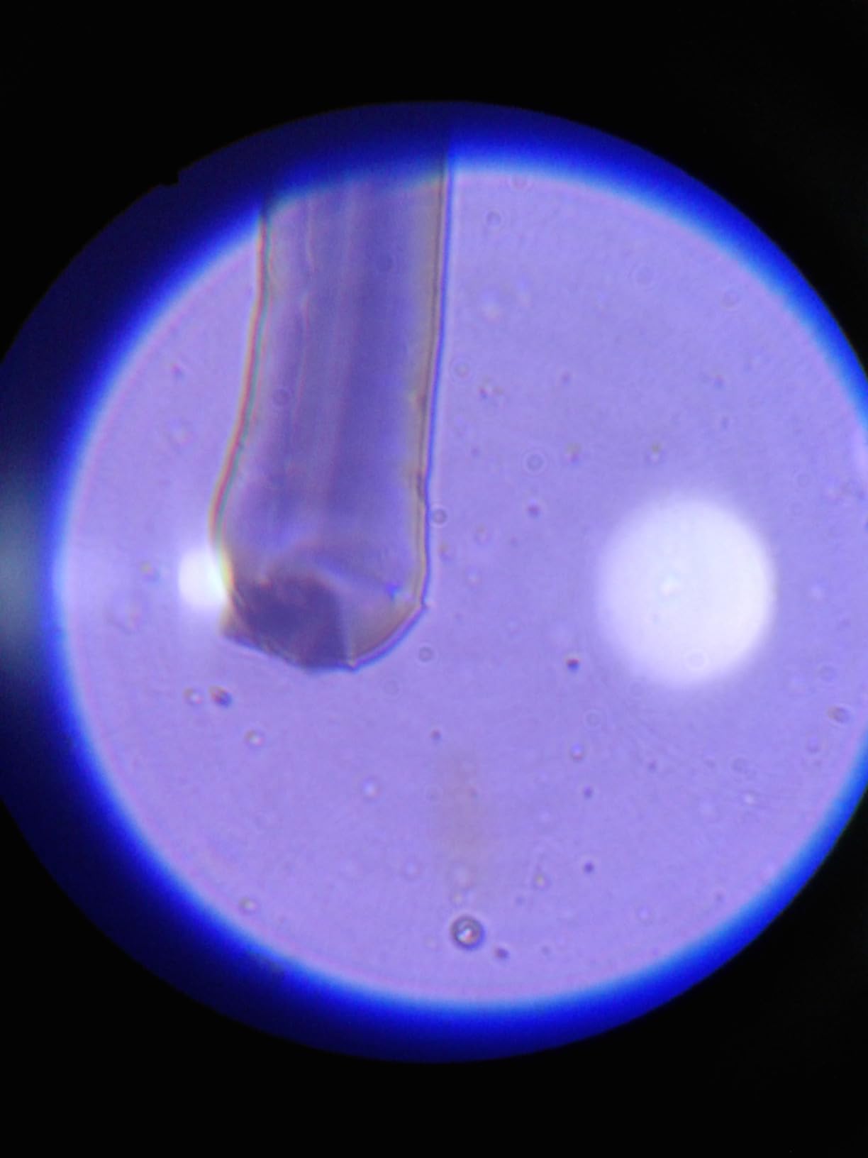 2000X Compound Microscope for Kids Adults: Microscope for Biology Education customer photo 2