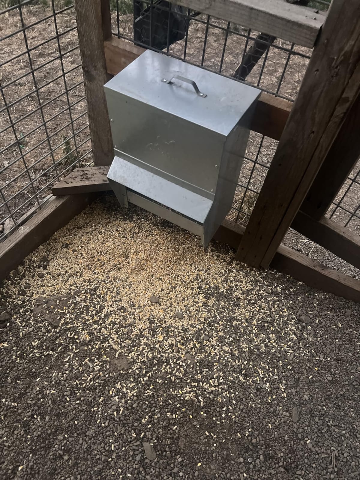 RentACoop 50lb Gravity-Fed Metal Trough Feeder with Lid & Rain Cover customer photo 1