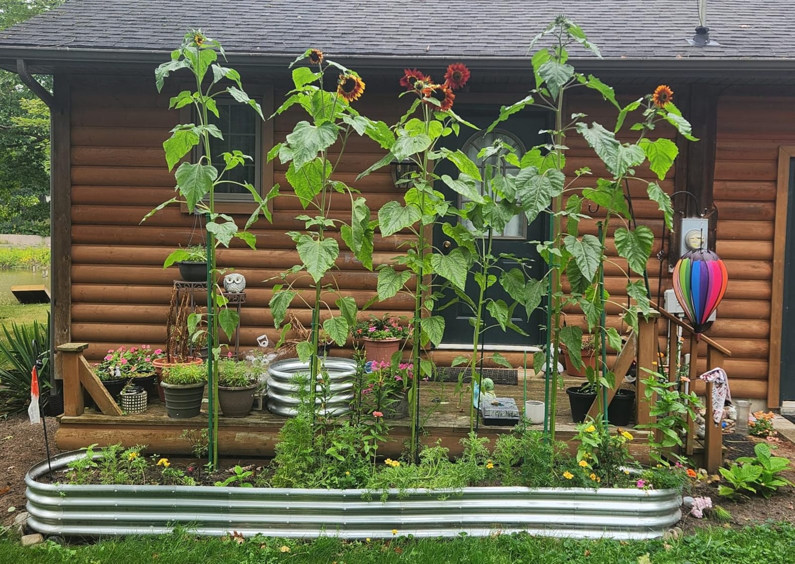 Land Guard 2Pcs Galvanized Steel Raised Garden Bed,8 x 4 x 1 ft Large Metal Raised Planter Beds, Aluminum Raised Garden Bed for Vegetables, 8 x 4 x 1ft(2pcs) customer photo 2