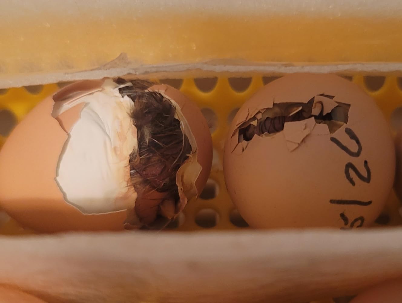 MATICOOPX 30 Egg Incubator with Humidity Display, Egg Candler, Automatic Egg Turner, for Hatching Chickens customer photo 2