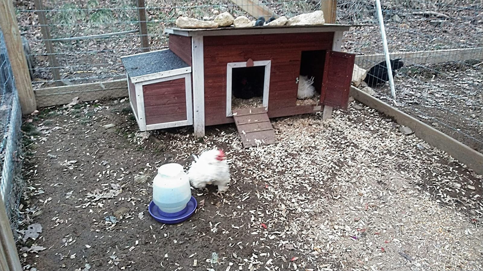 Petsfit Large Chicken Coop with Upgraded Perches, Wooden Outdoor Chicken Cage with Large Nesting Box, Weatherproof Open Asphalt Roof &Removable Bottom, Duck House, Rabbit Hutch customer photo 2