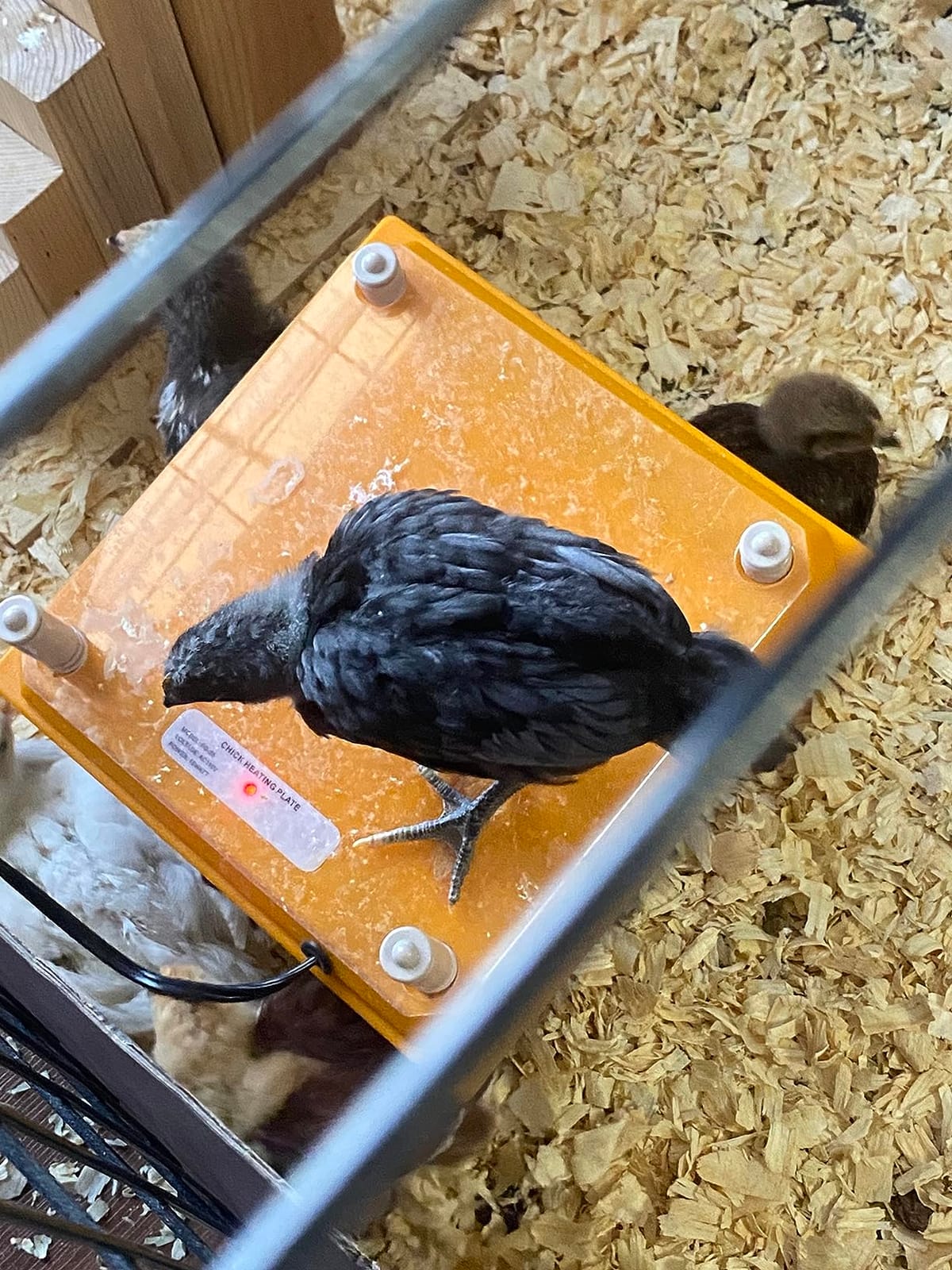 Brooder Heater for Chicks: Chick Brooder Heating Plate with Easy- Cleaning Plate Poultry Coop Heater Chicks Warmer 12