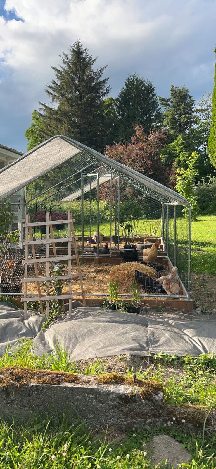 Walk-in Metal Chicken Coop 9.8x6.5x6.5 ft, Waterproof Cover, PVC Wire Mesh customer photo 1