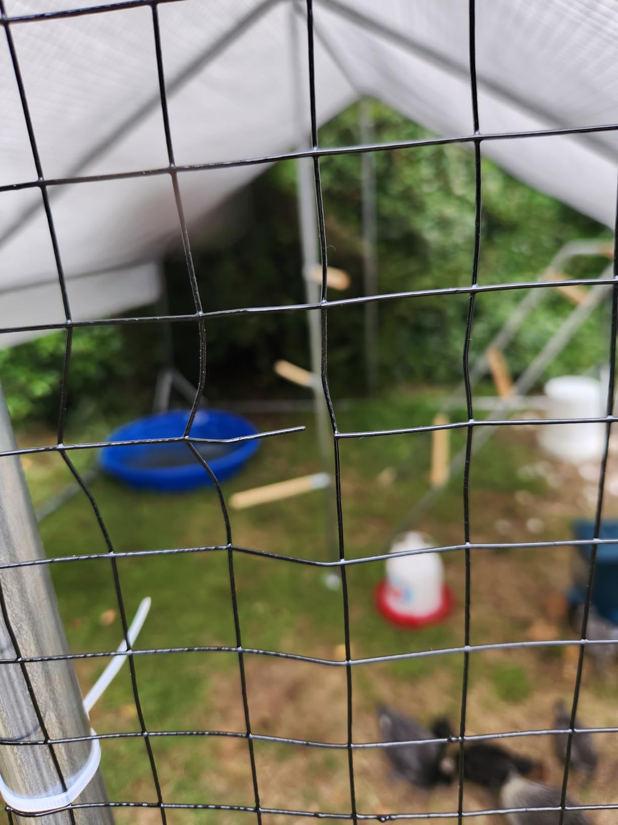 Walk-in Metal Chicken Coop 9.8x6.5x6.5 ft, Waterproof Cover, PVC Wire Mesh customer photo 2