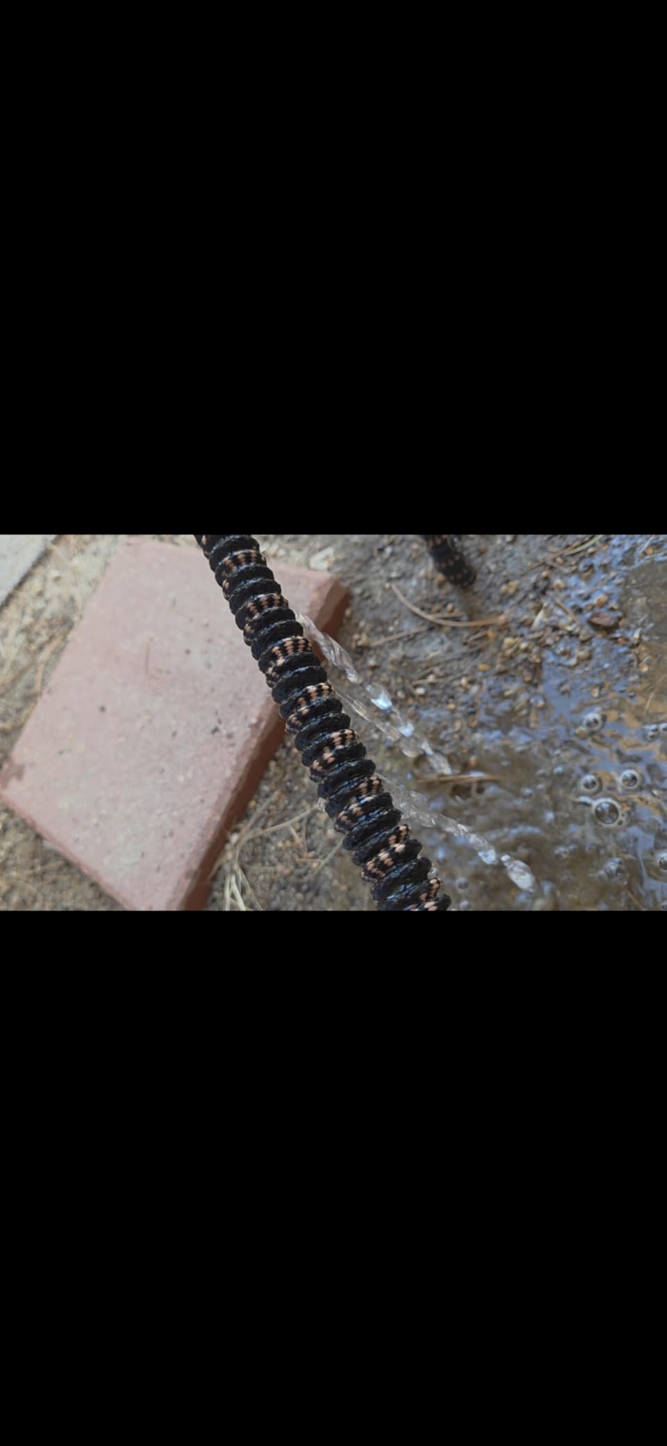 Pocket Hose Copper Bullet 25 FT Expandable Garden Hose, 10-Pattern Nozzle customer photo 2