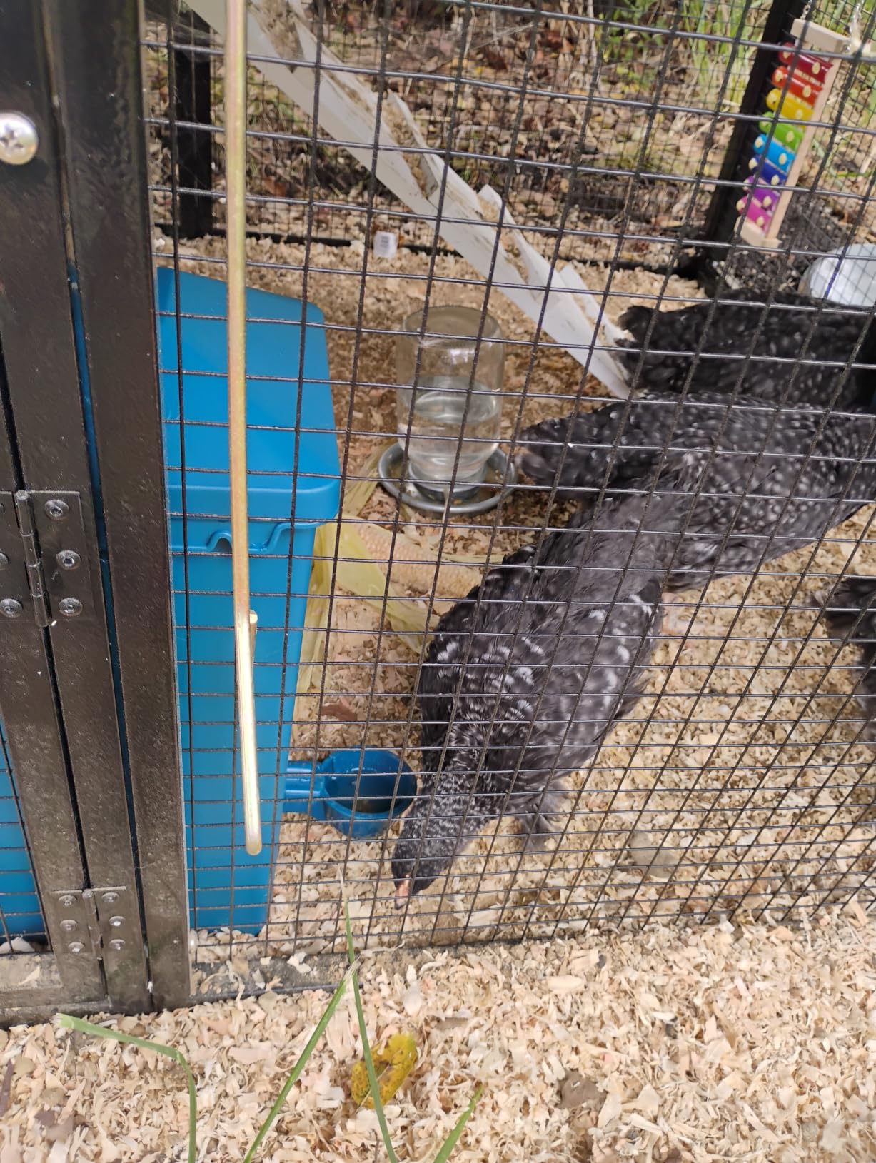 Automatic Port Chicken Feeder and Cup Waterer Set customer photo 2