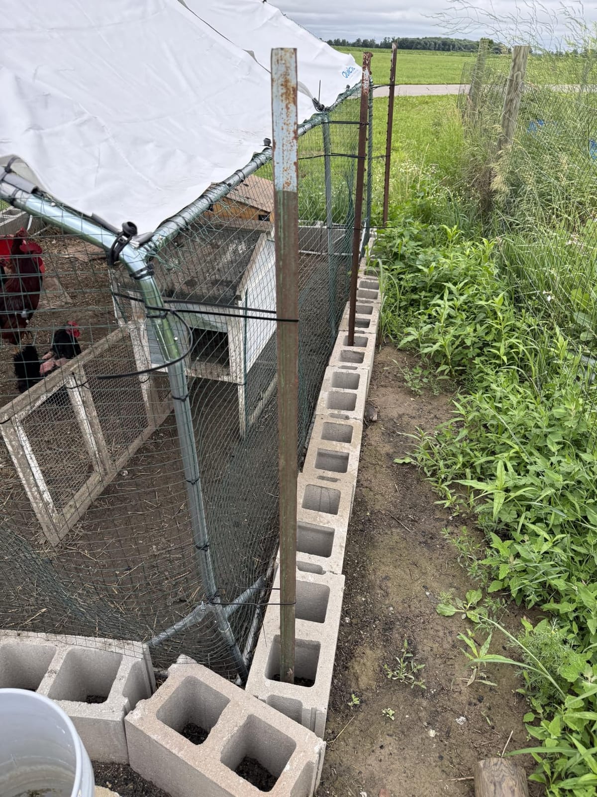 Quictent Large Metal Chicken Coop Run for 20+ Poultry w/Metallic Perch customer photo 2