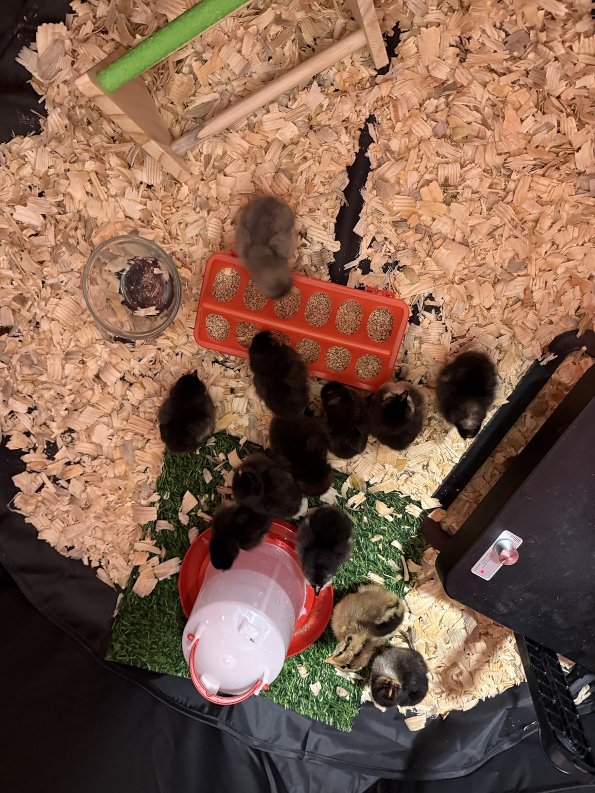 Brooder Box for Chick Starter Kit - 2026 Upgrade Dual Door Chicken Brooder Pen/Playpen/Tent with 10*10 in Brooder Heating Plate,Nesting Pad,Chicks Feeder＆Waterer,Chick Perch Up to 15 Chicks,Duck,Quail customer photo 2