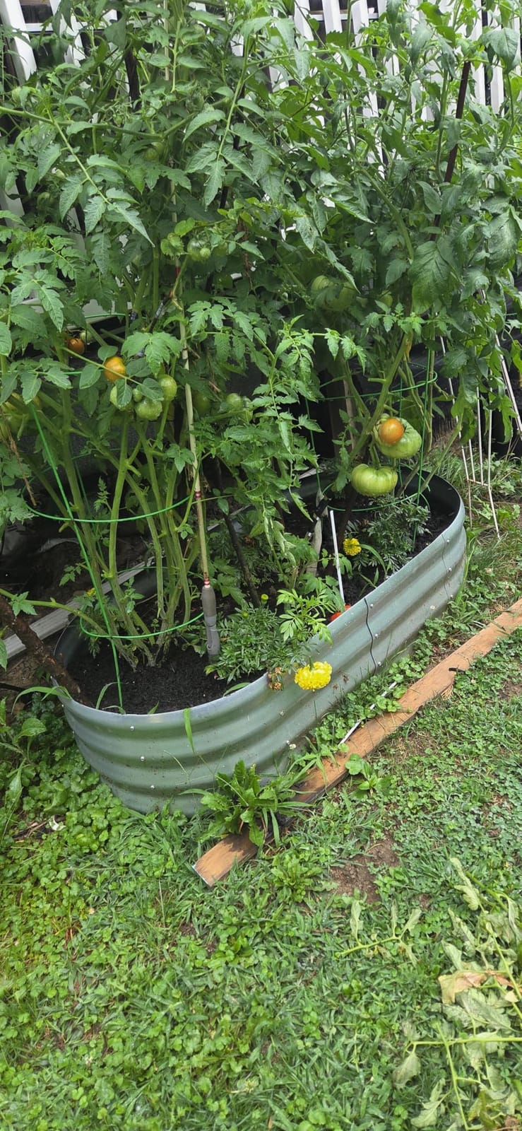 Amazon Basics Raised Garden Bed, Galvanized Steel, 48 x 24 x 12 inches, Silver customer photo 2