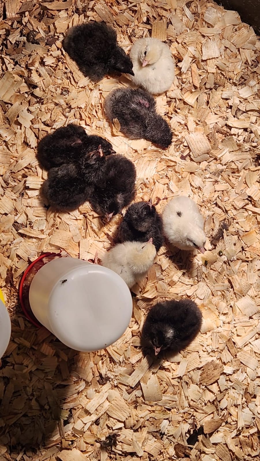 Chick Brooder Heater Plate with Digital Temperature Control, Chicken Coop Heater for Chicks & Ducklings, LED Display, Remote Control, Adjustable Angle, 86°F–167°F Heating Plate customer photo 1