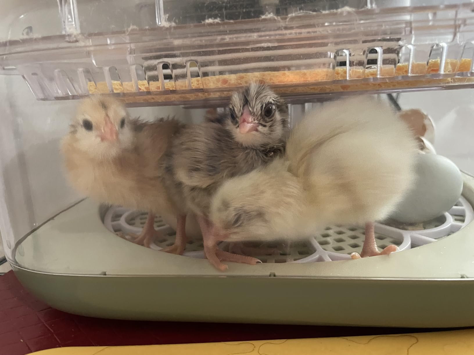 Series IV - 12-Egg Fully Automatic Incubator, Low Maintenance, Sensor-Based Precise Humidity & Temp Control, Custom-Interval Auto Turn & Auto Stop, Preset Incubation Days, Candler, Alarms customer photo 1