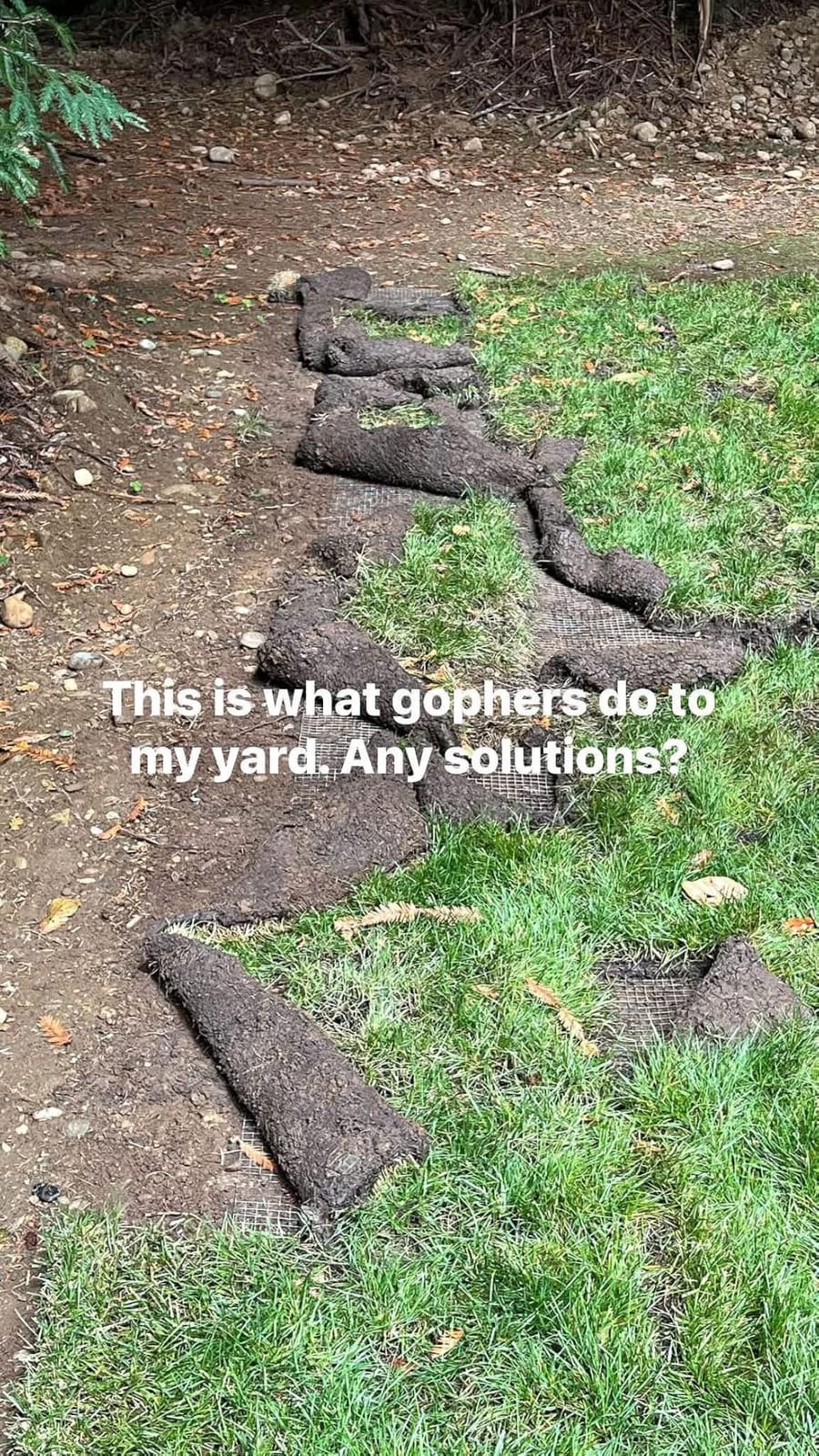 Mole Repellent, Gopher Repellent for Lawn, Groundhog Deterrent-12P customer photo 1