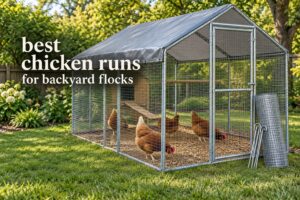 best chicken runs for backyard flocks